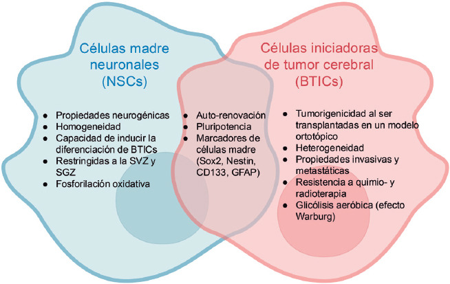 [Glioblastoma and its interaction with neurogenesis].