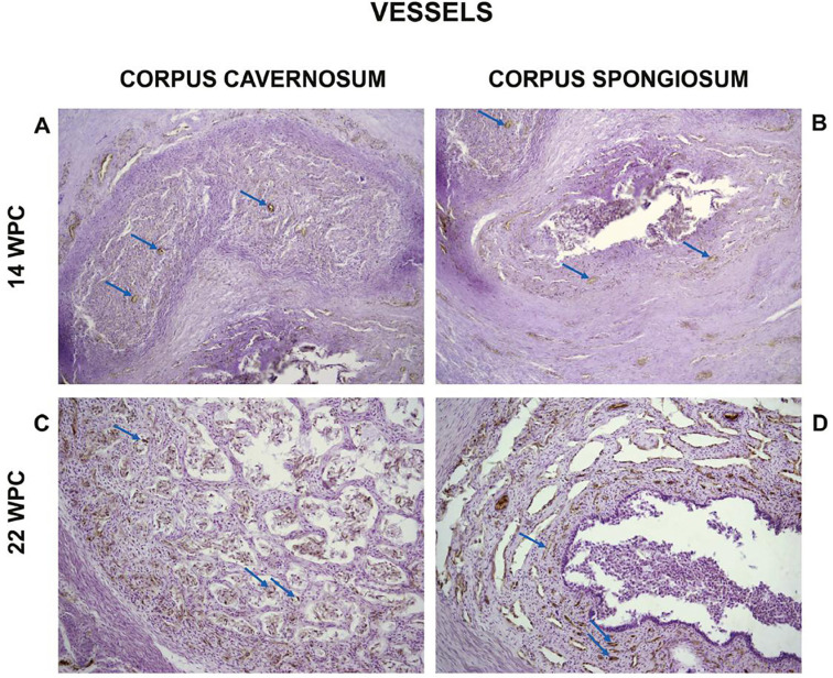 Development of nerves and vessels in the penis during the human fetal period.