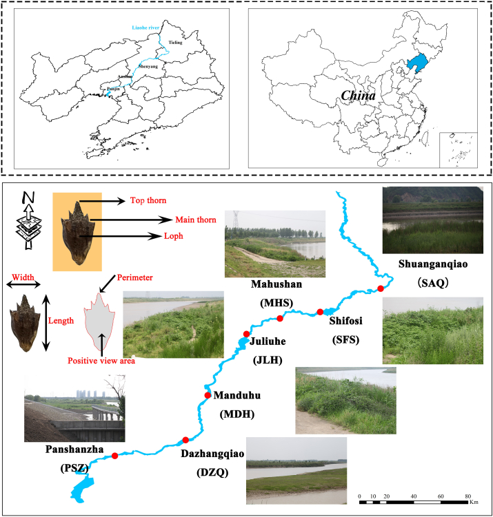 Morphological adaptation strategy of invasive plant <i>Ambrosia trifida</i> seed distributed along rivers is closely related to soil nutrients.