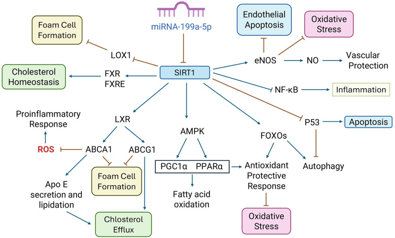 Investigation of miRNA-199a-5p Expression and its Clinical Association With LDL Cholesterol Levels in Atherosclerosis.
