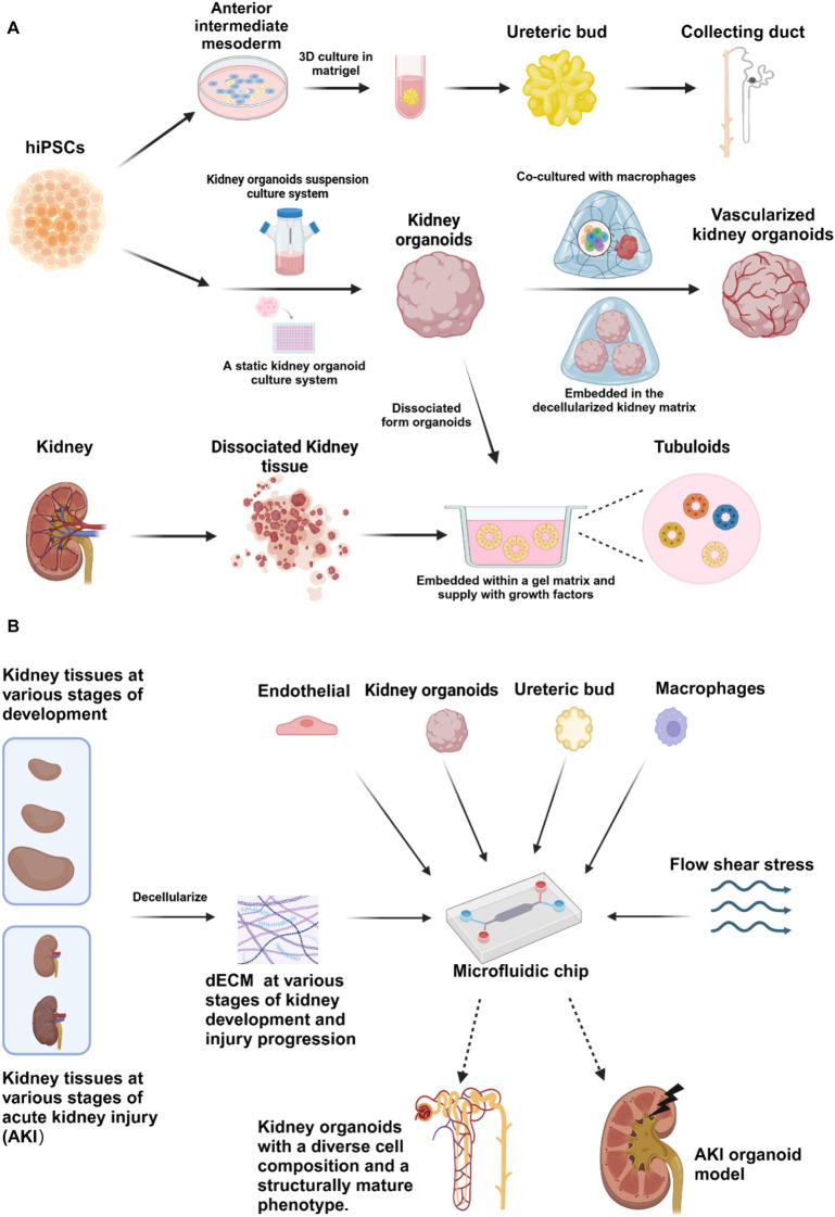 Recent advances in extracellular matrix manipulation for kidney organoid research.