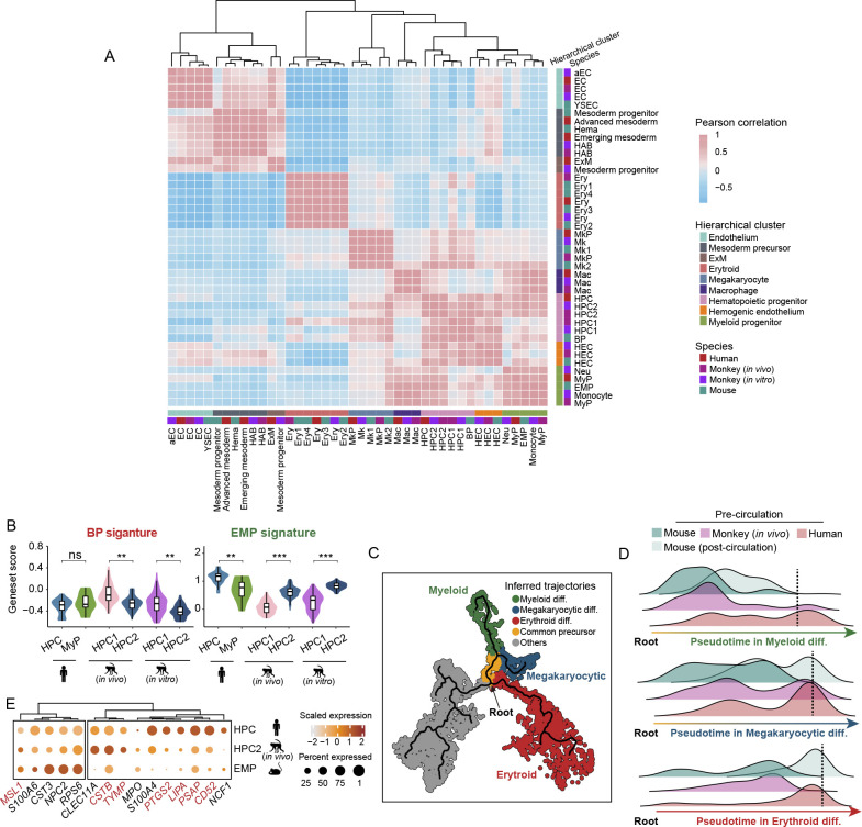 Integrative cross-species transcriptome analysis reveals earlier occurrence of myelopoiesis in pre-circulation primates compared to mice.