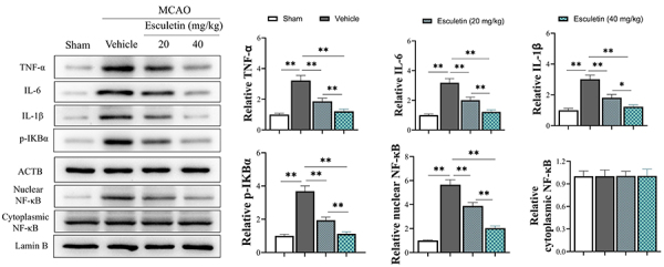 Esculetin attenuates cerebral ischemia-reperfusion injury and protects neurons through Nrf2 activation in rats.
