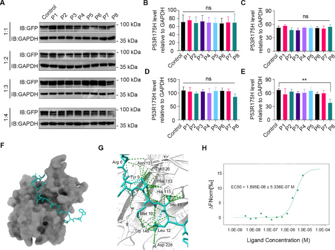 Promising Proteolysis-Targeting Chimera for Mutant p53-R175H.