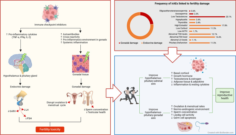 The potential role of exercise in mitigating fertility toxicity associated with immune checkpoint inhibitors (ICIs) in cancer patients.