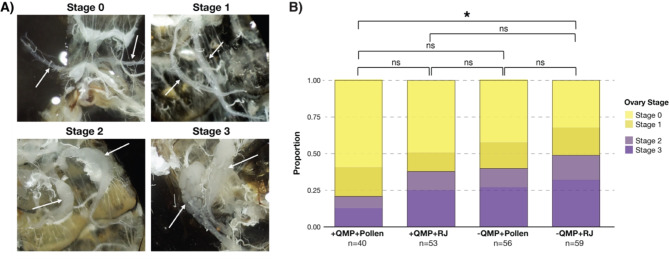 Diet affects reproductive development and microbiota composition in honey bees.