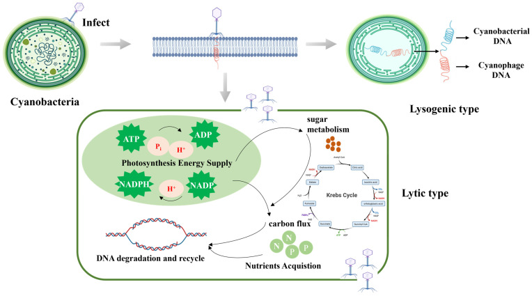 Cyanophage Engineering for Algal Blooms Control.