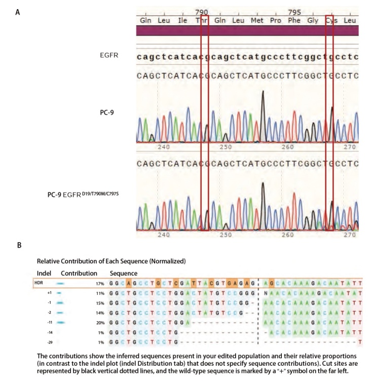 [Non-small Cell Lung Cancer Cell Line PC-9 Drug-resistant Mutant Cell Line  Establishment and Validation of Their Sensitivity to EGFR Inhibitors].