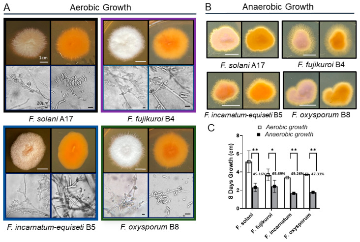 Biofilm Formation in Clinical Isolates of <i>Fusarium</i>.