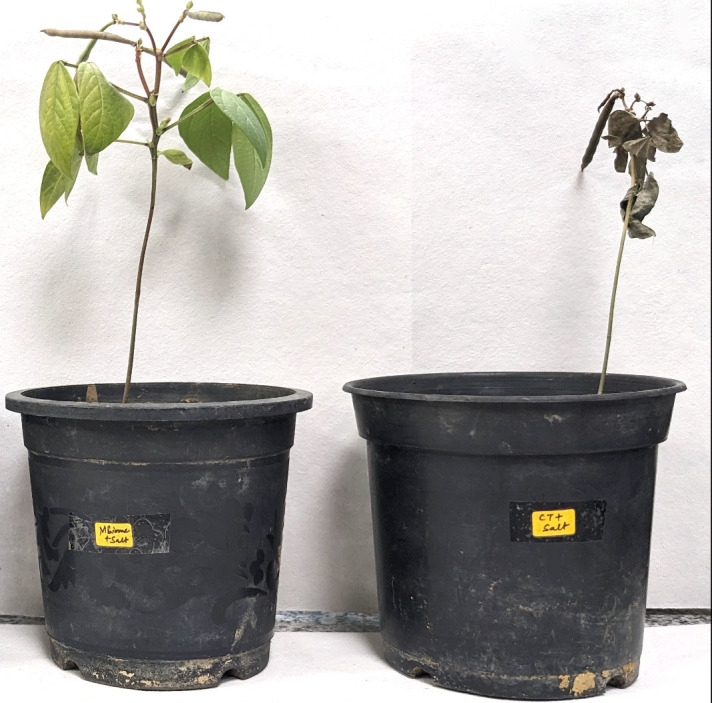 Can microbiome adaptations protect crops from pests and climate change?