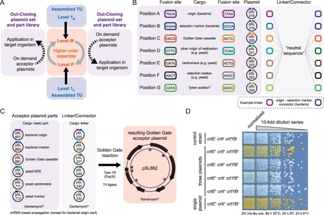 <i>In</i>- & <i>Out-Cloning</i>: plasmid toolboxes for scarless transcription unit and modular Golden Gate acceptor plasmid assembly.