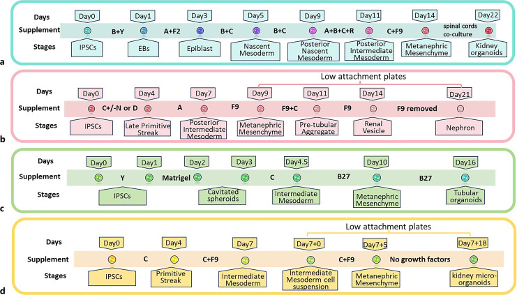 Progress of Induced Pluripotent Stem Cell-Derived Renal Organoids in Clinical Application.