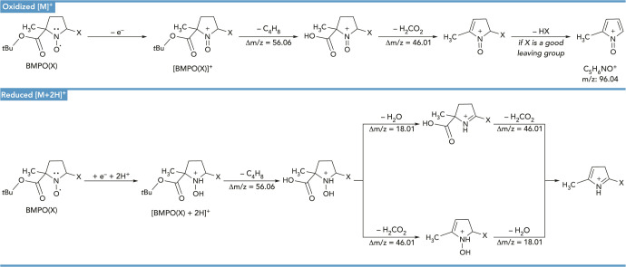 Application of UHPLC-ESI-MS/MS to Identify Free Radicals via Spin Trapping with BMPO.