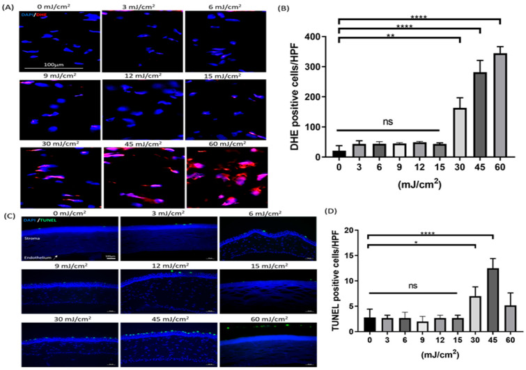 Far-Ultraviolet C Disinfection Reduces Oxidative Damage to the Cornea Compared to Povidone-Iodine Disinfection.