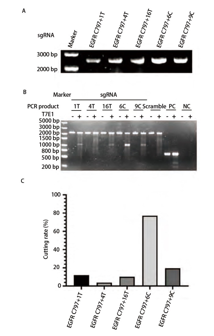 [Non-small Cell Lung Cancer Cell Line PC-9 Drug-resistant Mutant Cell Line  Establishment and Validation of Their Sensitivity to EGFR Inhibitors].