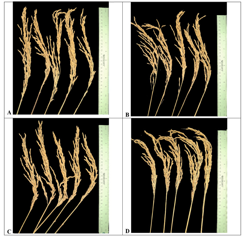 Grain Quality of Panicle Portions in Chalky and Low-Chalky Rice Cultivars.
