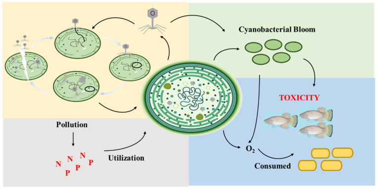 Cyanophage Engineering for Algal Blooms Control.