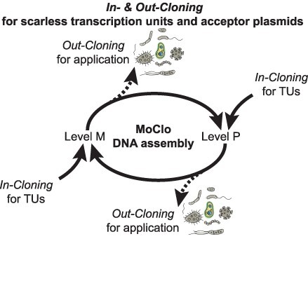 <i>In</i>- & <i>Out-Cloning</i>: plasmid toolboxes for scarless transcription unit and modular Golden Gate acceptor plasmid assembly.