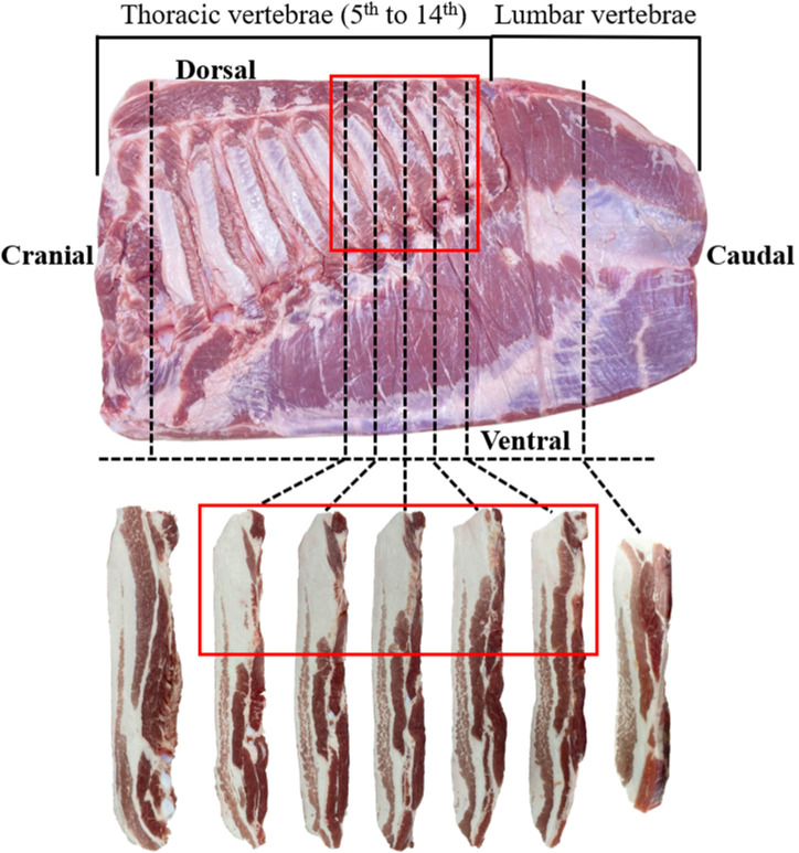 Relationship of Hot Carcass Weight and Back Fat Thickness with the Fatness of Whole Pork Belly and Belly Slices.