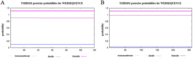 Bioinformatic features and immunological response of recombinant antigen CTLA4-IgV-EgG1Y162 against Echinococcus granulosus.