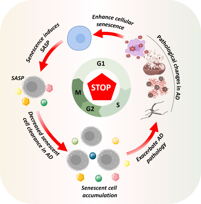 Cellular senescence in Alzheimer's disease: from physiology to pathology.
