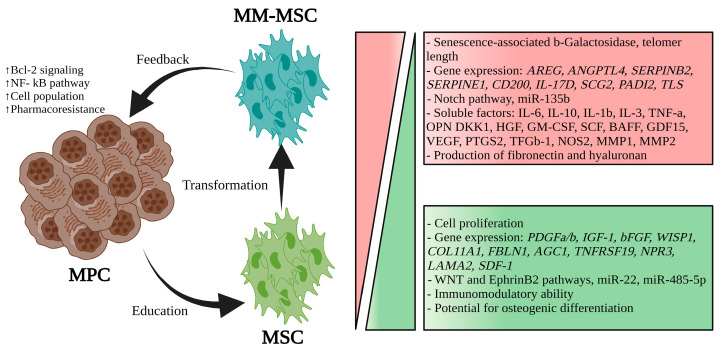 Mesenchymal Stem Cells and Reticulated Platelets: New Horizons in Multiple Myeloma.