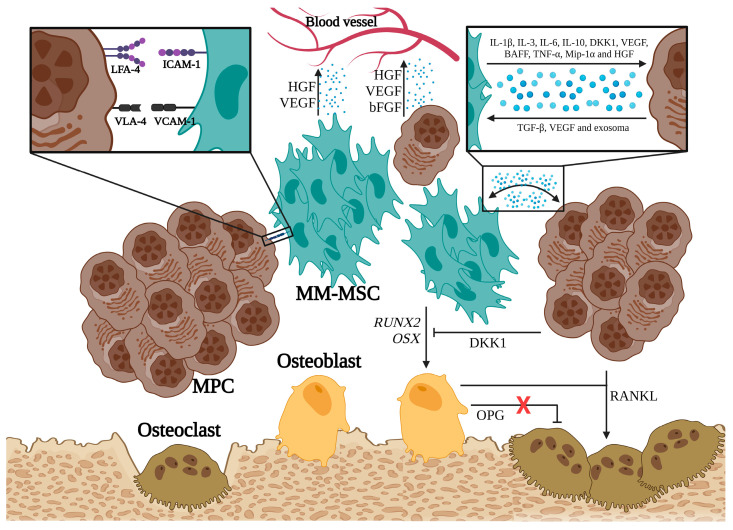 Mesenchymal Stem Cells and Reticulated Platelets: New Horizons in Multiple Myeloma.