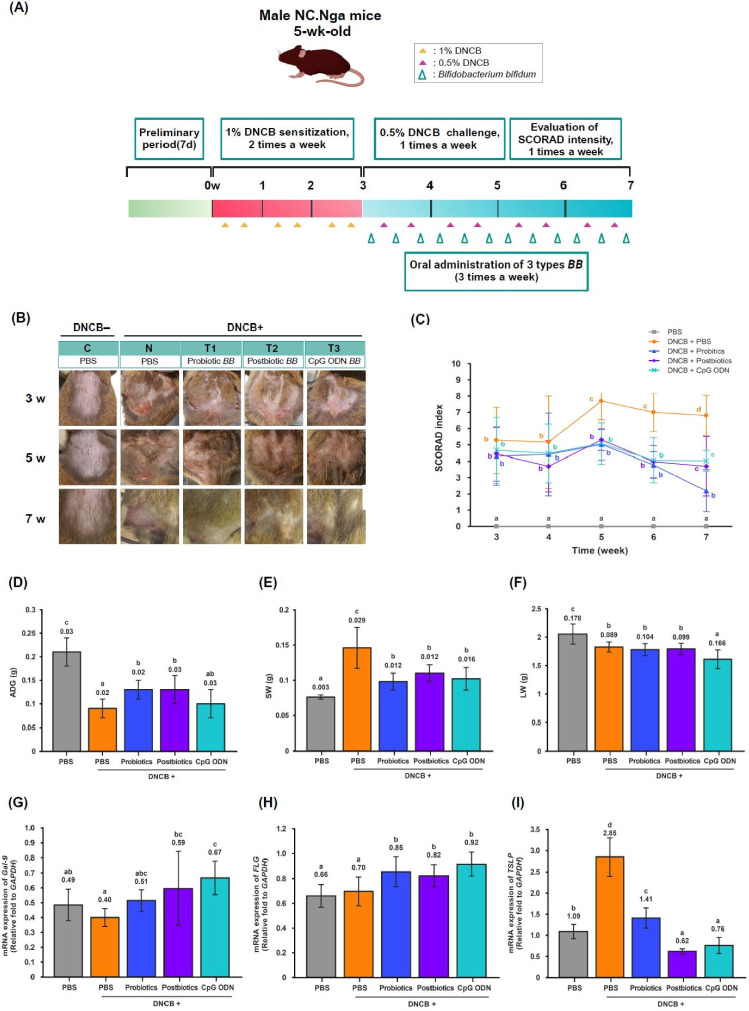Interconnection of the Gut-Skin Axis in NC/Nga Mouse with Atopic Dermatitis: Effects of the Three Types of <i>Bifidobacterium bifidum</i> CBT-BF3 (Probiotics, Postbiotics, and Cytosine-Phosphate-Guanine Oligodeoxynucleotide) on T Cell Differentiation and Gut Microbiota.