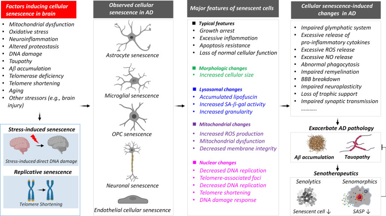 Cellular senescence in Alzheimer's disease: from physiology to pathology.