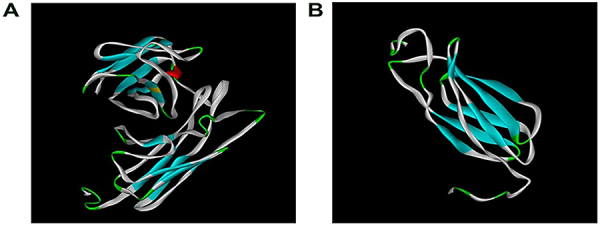 Bioinformatic features and immunological response of recombinant antigen CTLA4-IgV-EgG1Y162 against Echinococcus granulosus.