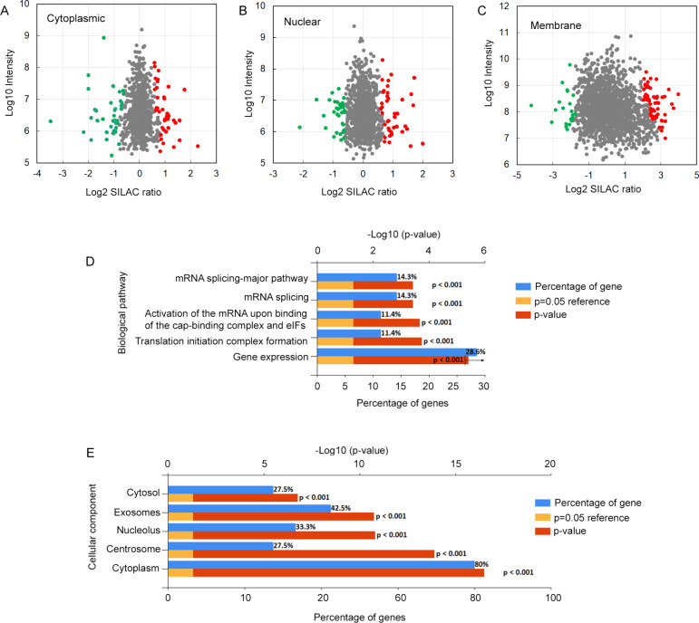 Proteomic Analysis Reveals Major Proteins and Pathways That Mediate the Effect of 17-β-Estradiol in Cell Division and Apoptosis in Breast Cancer MCF7 Cells.