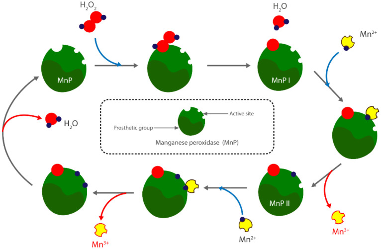 Biodecomposition with <i>Phanerochaete chrysosporium</i>: A review.