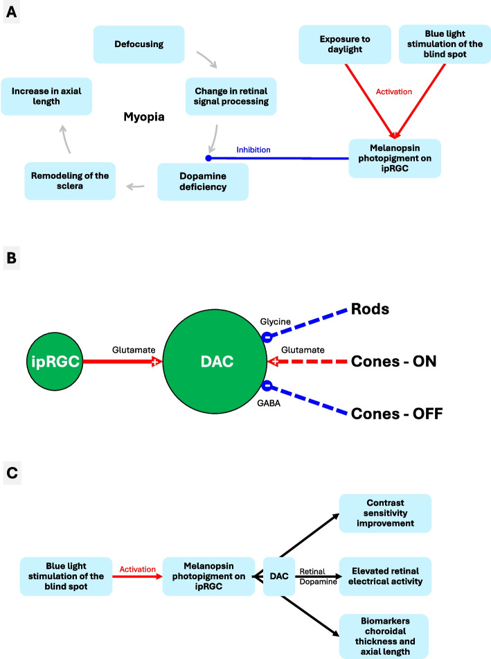 Blue light stimulation of the blind spot in human: from melanopsin to clinically relevant biomarkers of myopia.