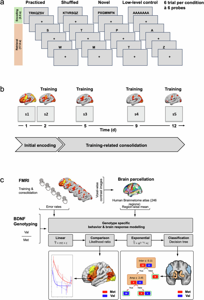 Longitudinal markers of cognitive procedural learning in fronto-striatal circuits and putative effects of a BDNF plasticity-related variant.