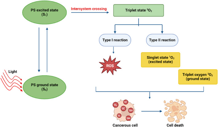 Hypocrellin: A Natural Photosensitizer and Nano-Formulation for Enhanced Molecular Targeting of PDT of Melanoma.