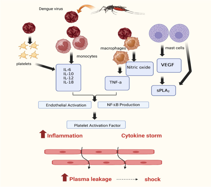 Exploring plant-based dengue therapeutics: from laboratory to clinic.