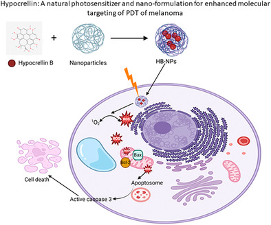 Hypocrellin: A Natural Photosensitizer and Nano-Formulation for Enhanced Molecular Targeting of PDT of Melanoma.