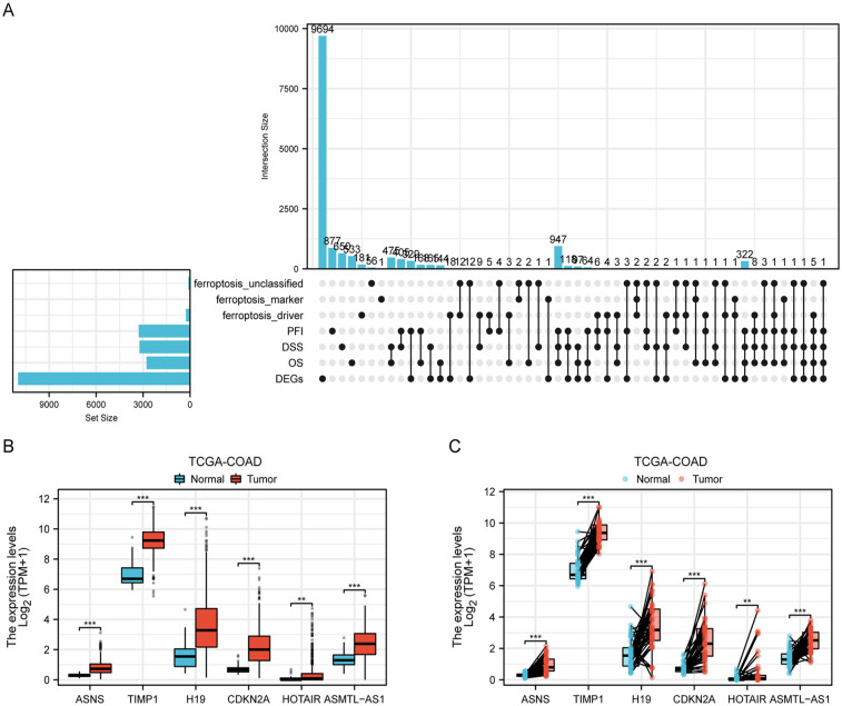 Construction of Prognostic Prediction Models for Colorectal Cancer Based on Ferroptosis-Related Genes: A Multi-Dataset and Multi-Model Analysis.