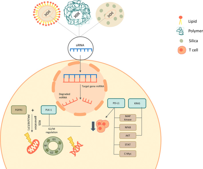 Nanoparticles Bounded to Interfering RNAs as a Therapy for Pancreatic Cancer: A Systematic Review.