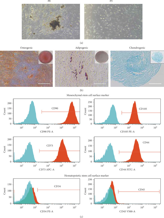 Conditioned Medium Derived From Human Dental Follicle Mesenchymal Stem Cells Alleviates Macrophage Proinflammatory Responses Through MAPK-ERK-EGR1 Axis.