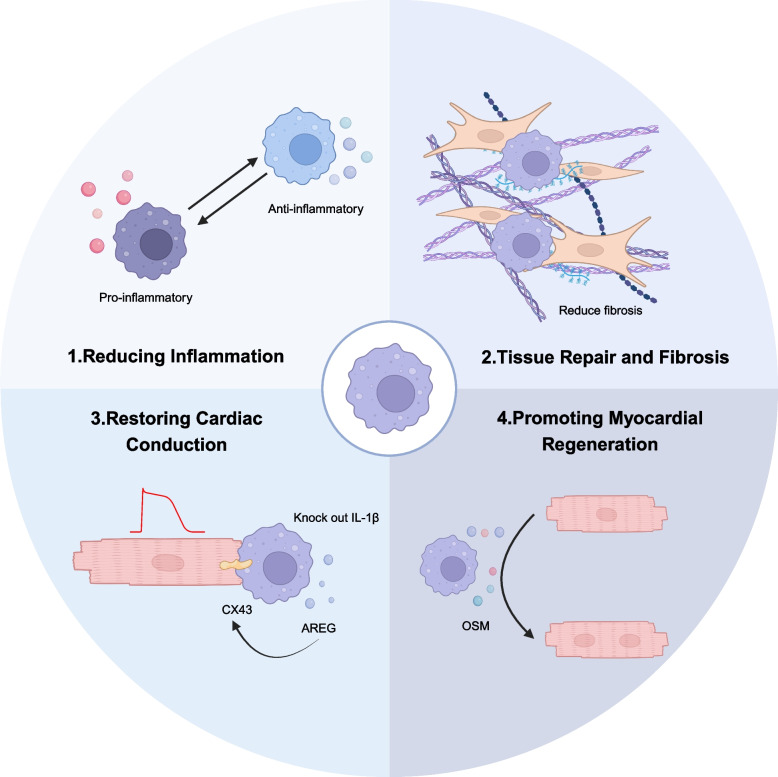 Engineered macrophages: an "Intelligent Repair" cellular machine for heart injury.