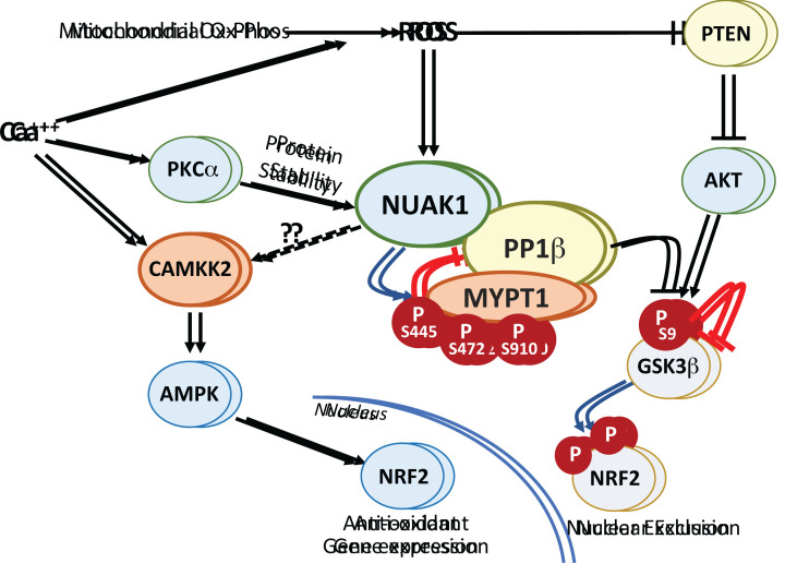 NUAK: never underestimate a kinase.