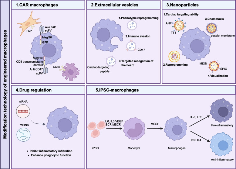 Engineered macrophages: an "Intelligent Repair" cellular machine for heart injury.