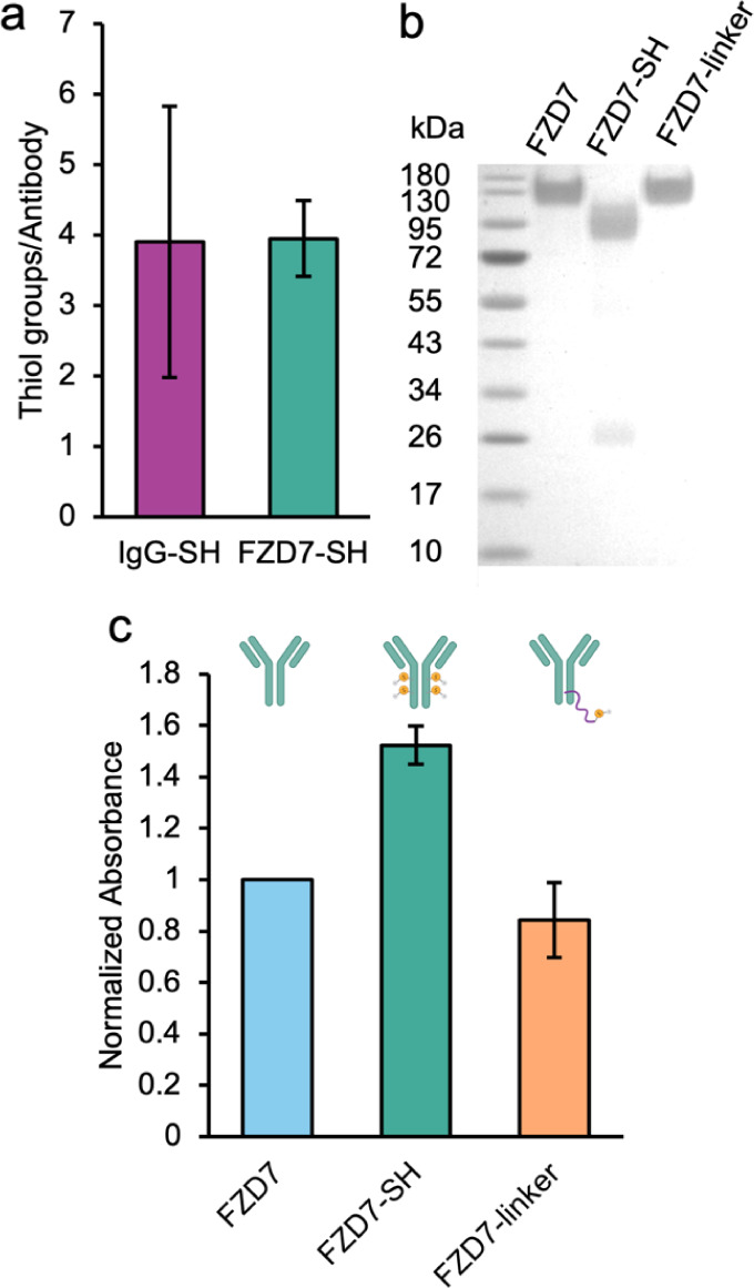 Conjugation of Antibodies and siRNA Duplexes to Polymer Nanoparticles via Maleimide-Thiol Chemistry.