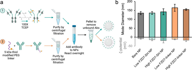 Conjugation of Antibodies and siRNA Duplexes to Polymer Nanoparticles via Maleimide-Thiol Chemistry.