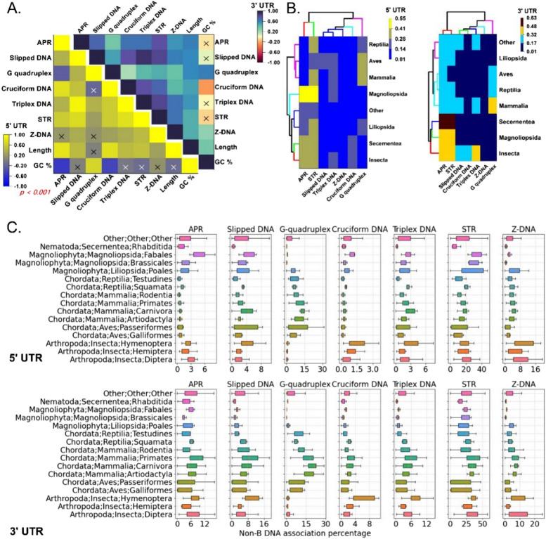 Dissecting non-B DNA structural motifs in untranslated regions of eukaryotic genomes.