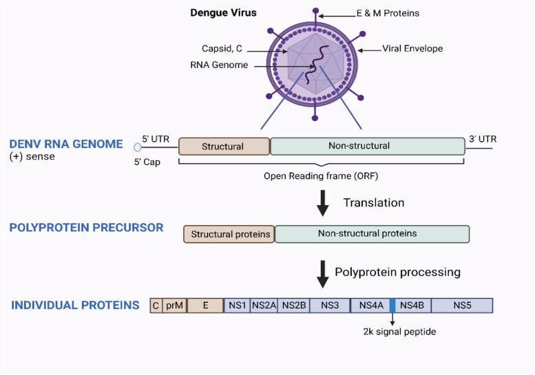 Exploring plant-based dengue therapeutics: from laboratory to clinic.