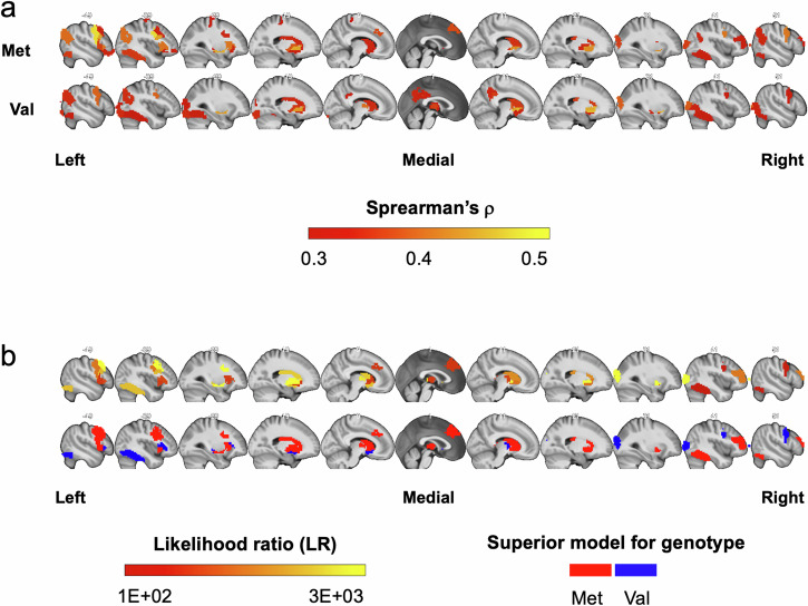 Longitudinal markers of cognitive procedural learning in fronto-striatal circuits and putative effects of a BDNF plasticity-related variant.