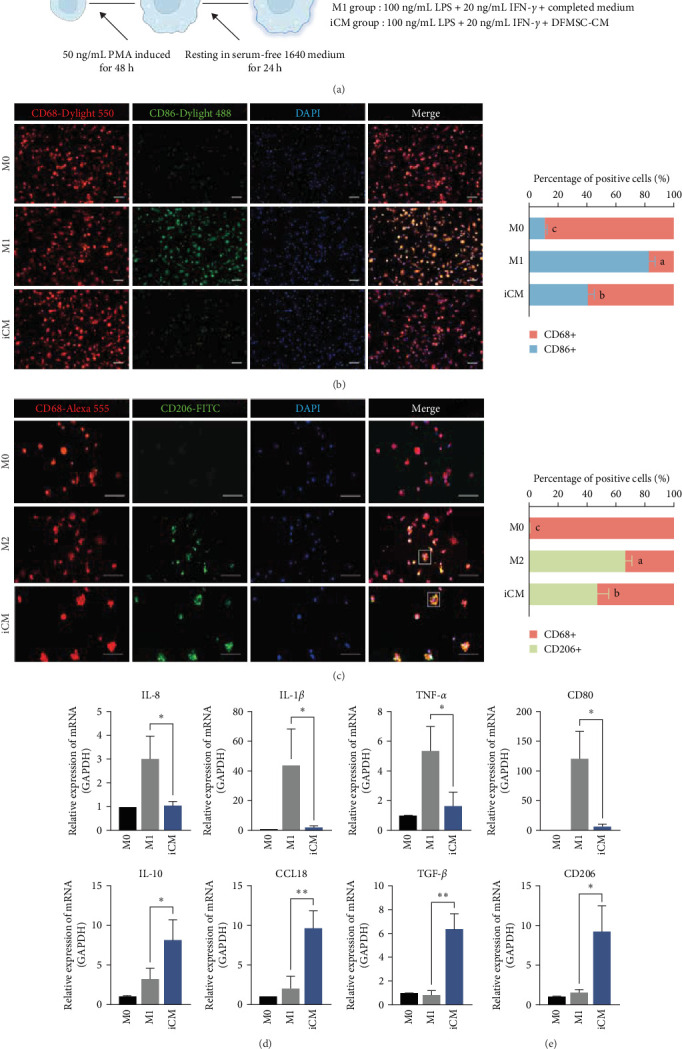 Conditioned Medium Derived From Human Dental Follicle Mesenchymal Stem Cells Alleviates Macrophage Proinflammatory Responses Through MAPK-ERK-EGR1 Axis.