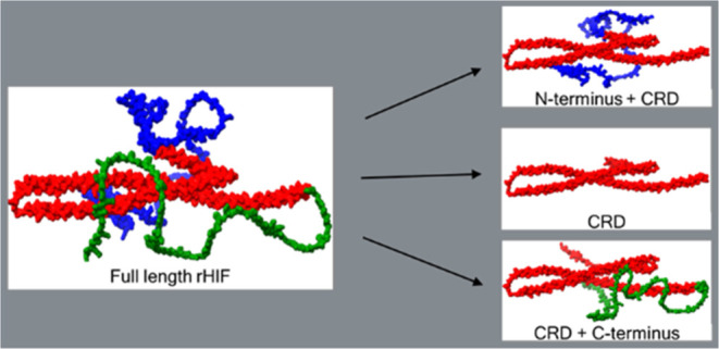 Engineered Recombinant Hagfish Intermediate Filament Proteins: Unraveling Domain Roles in Synthetic Fiber Formation and Mechanics.